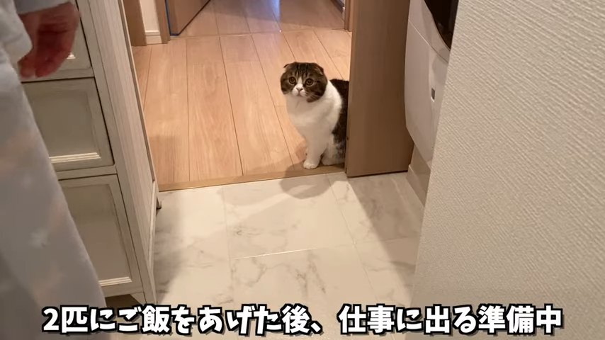 おすわりする猫