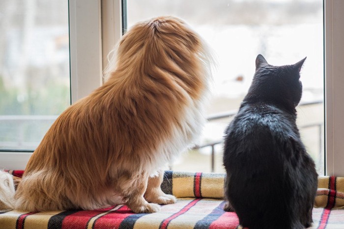 外を見る猫と犬