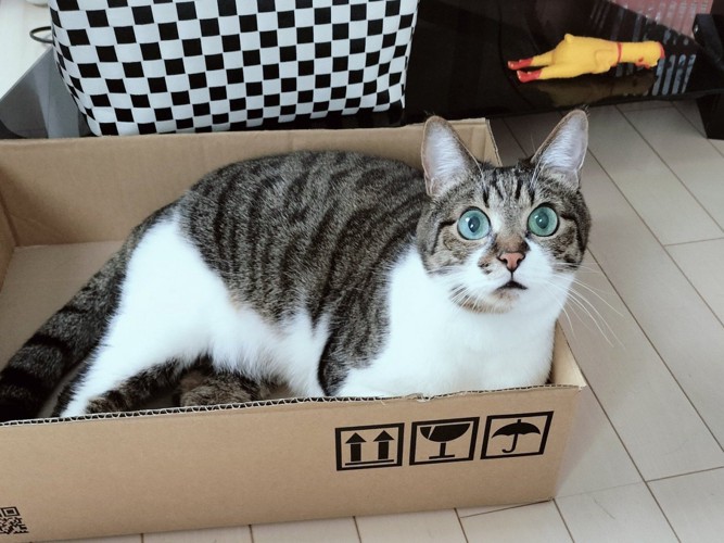 段ボール箱の中で座り込む猫