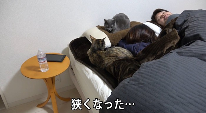 ベッドに集まる猫達
