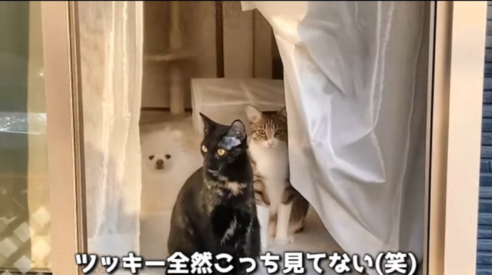 外の眺める猫と犬