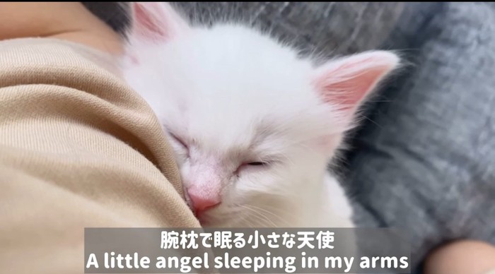 眠っている子猫