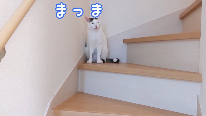 目を細めて鳴く猫