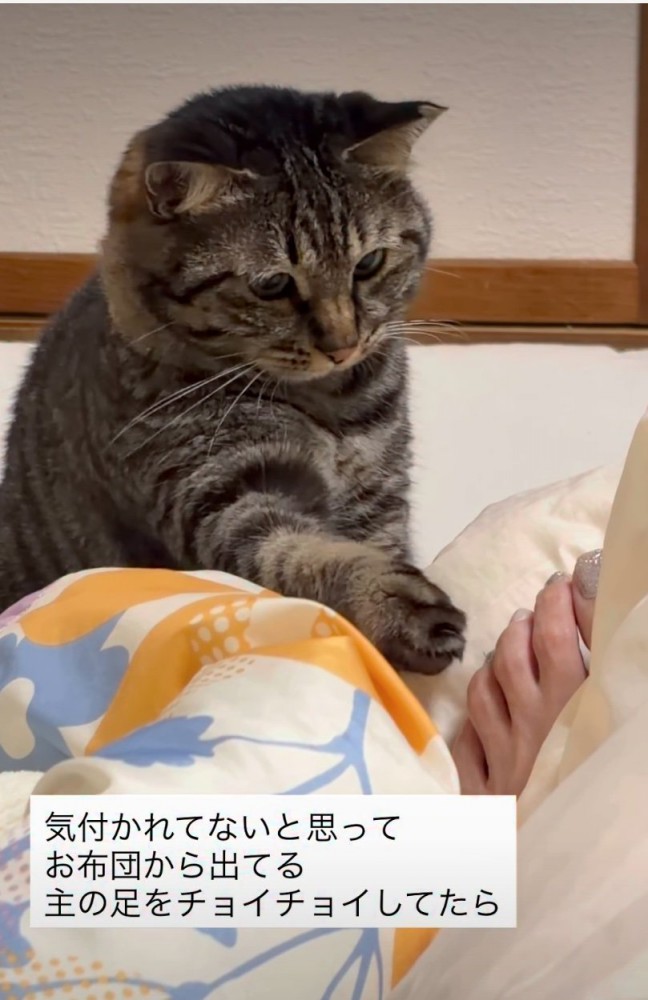 足を見つめる猫