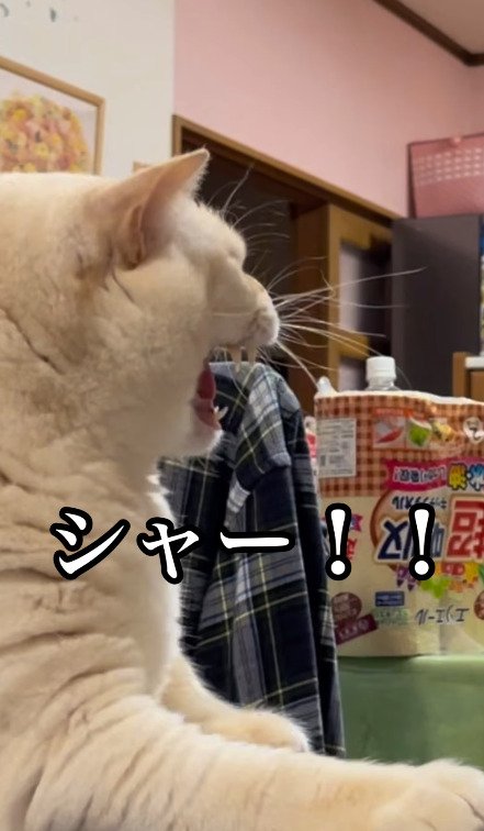 シャー！する猫