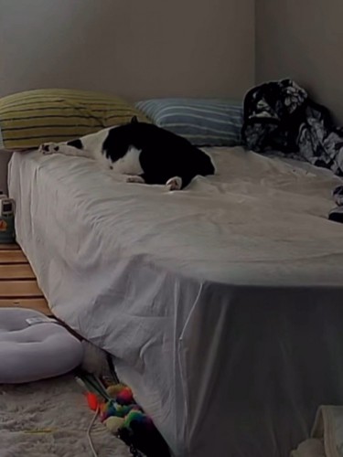 ベッドの奥で寝ている猫