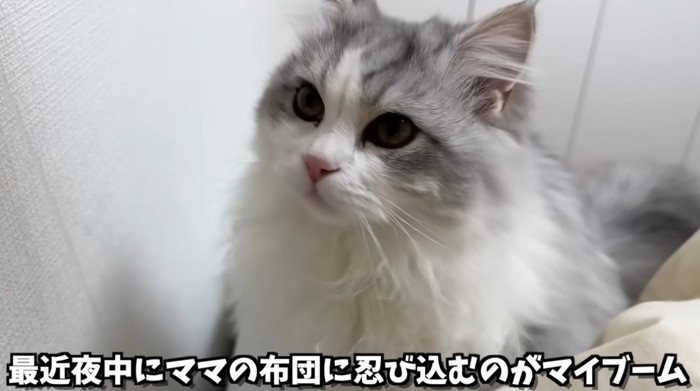 長毛種の猫の顔のアップ