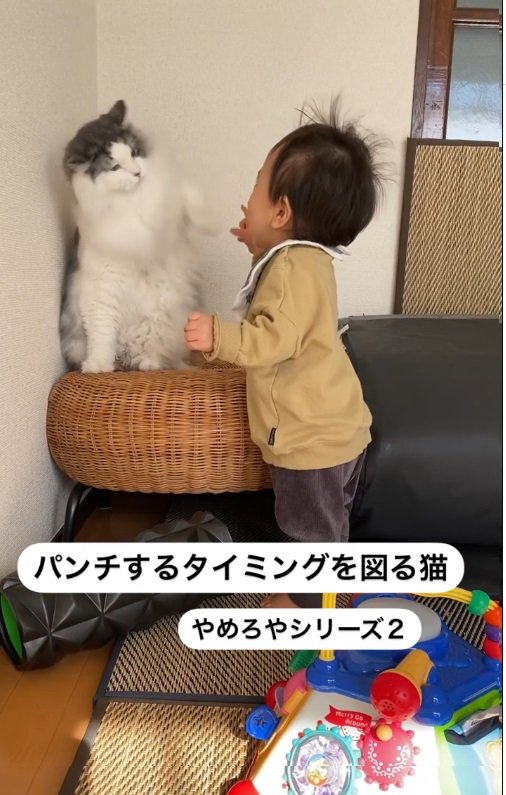 猫と幼児2