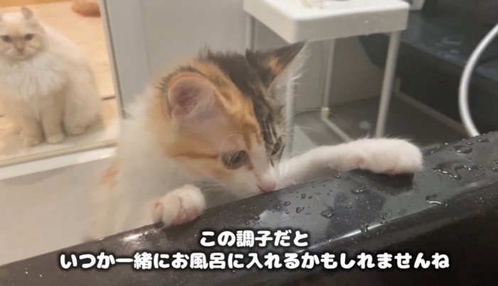 バスタブに前足をかけて覗き込む猫