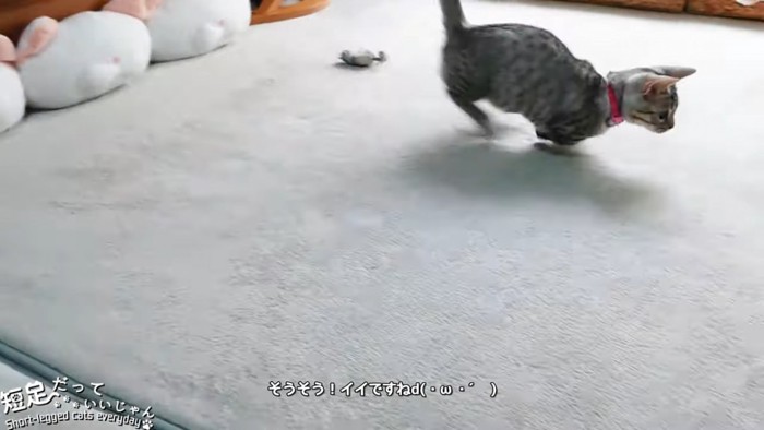 走る子猫