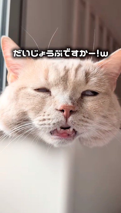 アップで撮影された口と目が半開きの猫