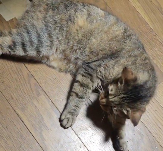 飼い主に手を放されて、上体を起こす猫