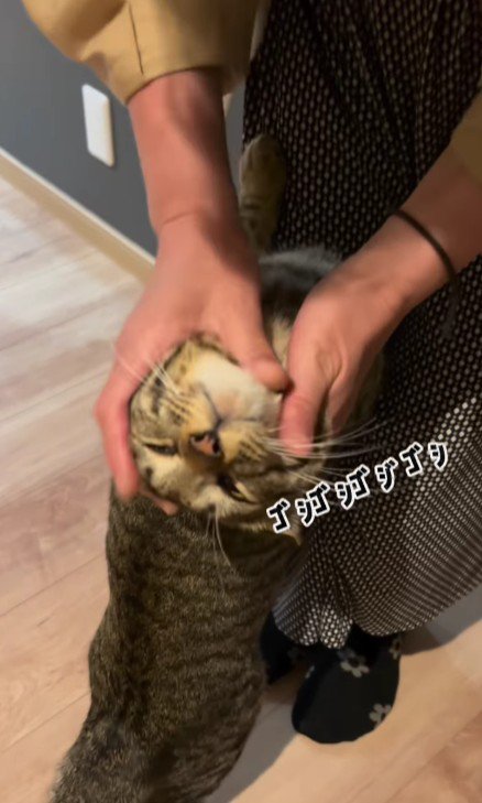 女性に甘える猫