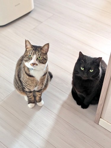 並んで立っているキジ白猫と黒猫