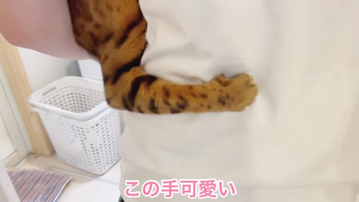 猫の前足