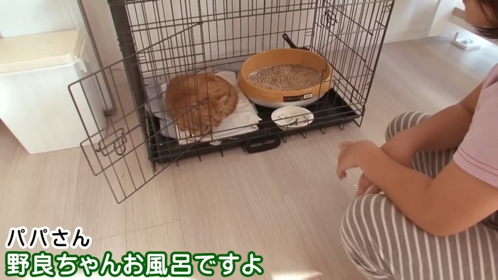 ケージの中にいる猫