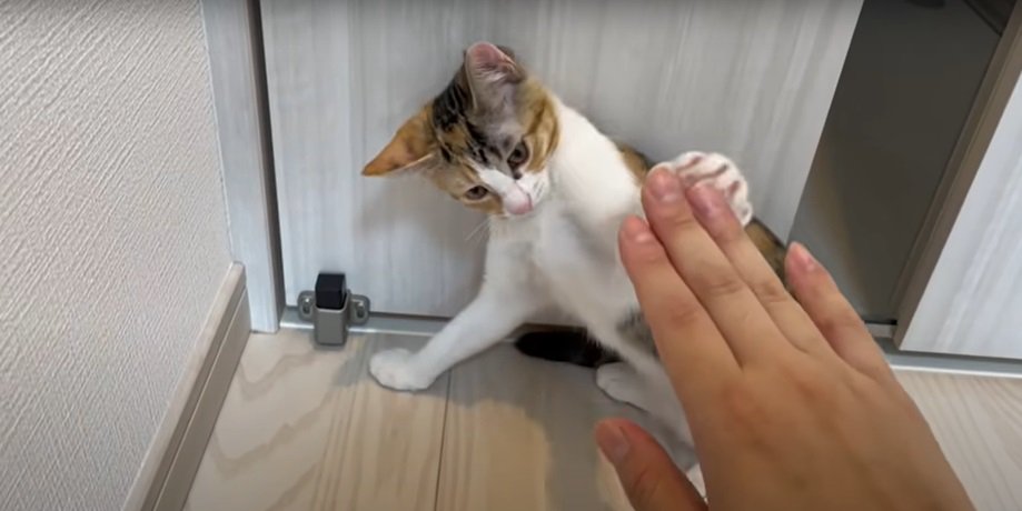 ハイタッチをする三毛猫