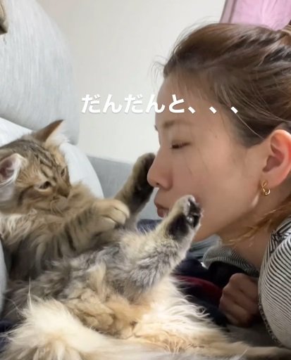 前脚と後ろ脚を上げる猫（だんだんと、、、）