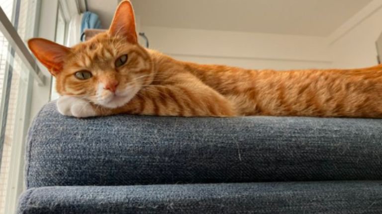 室内にいる猫
