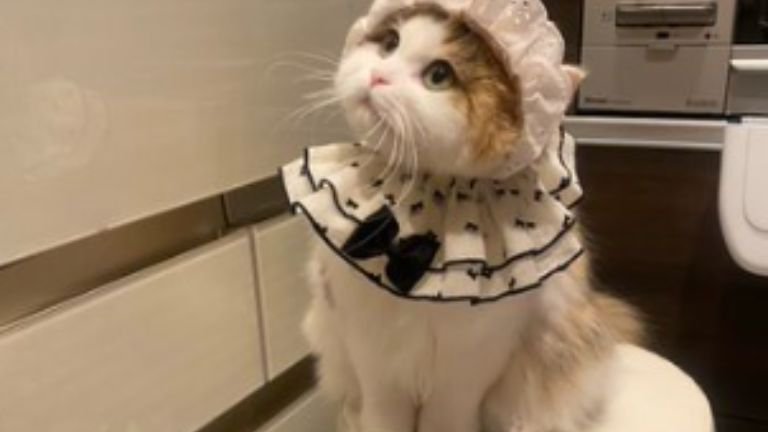 室内にいる猫