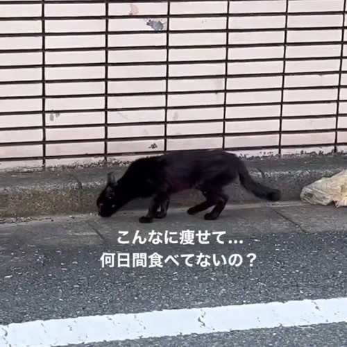 道路のにおいを嗅ぐ猫