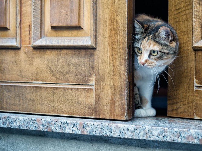 ドアの隙間から出ていこうとする猫