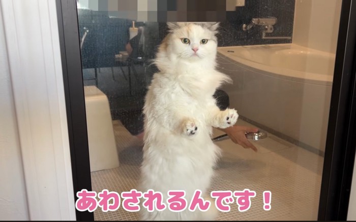 囚われた猫