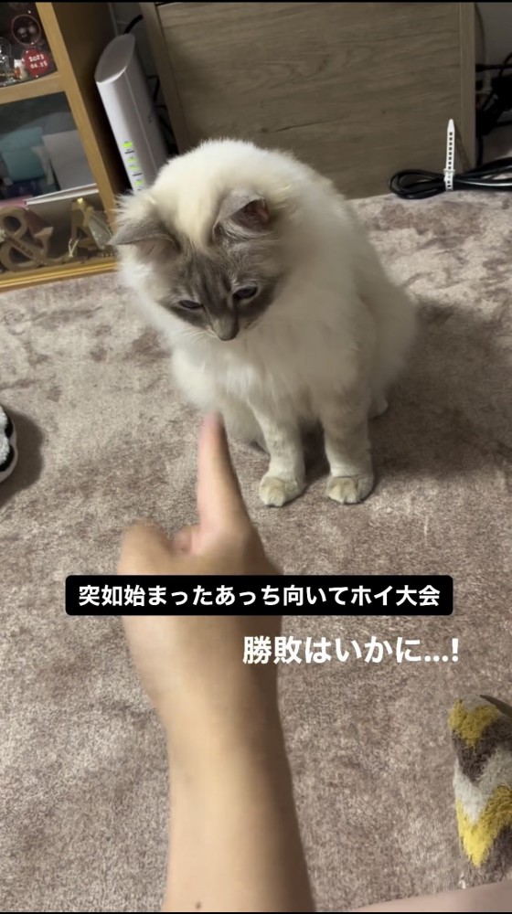 飼い主の指を見る猫