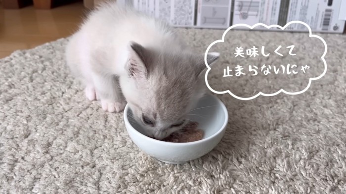 ごはんを食べる猫