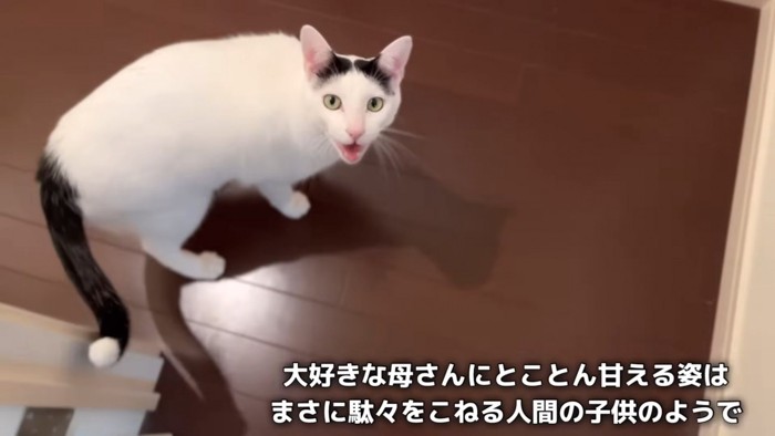 見上げて鳴く猫