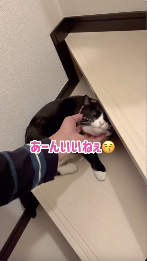 気持ちよさそうな表情の猫