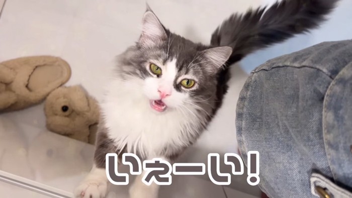立って鳴く猫