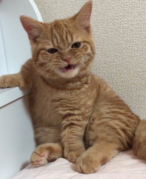 カメラを見つめながら目を細めて口を開く猫