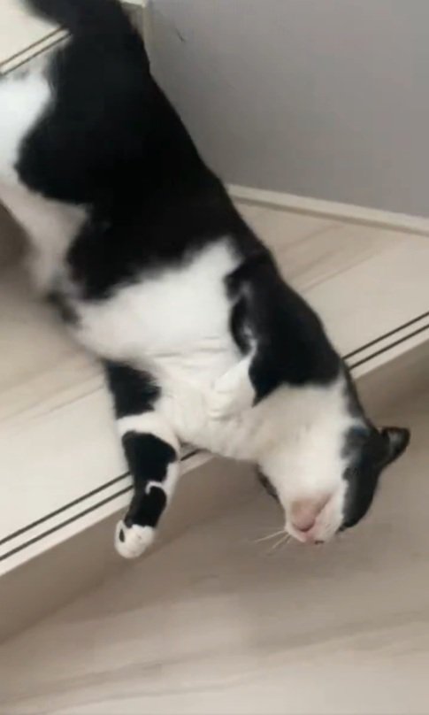 液体みたいな猫