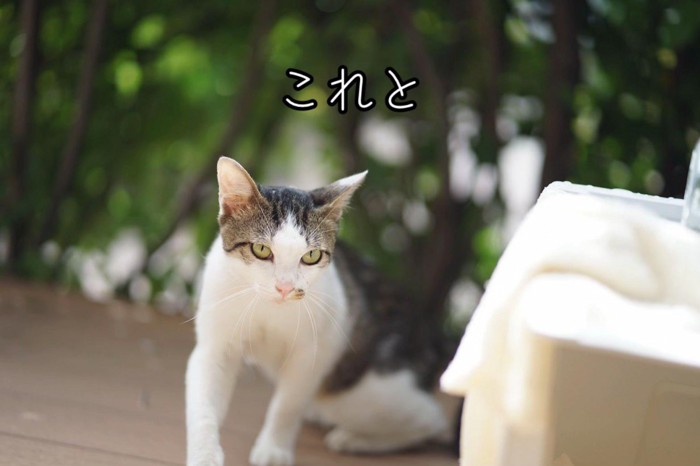 外にいる鋭い目の猫