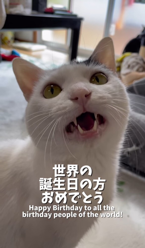 見上げて鳴く猫