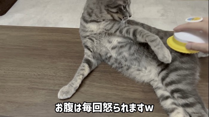 怒る猫