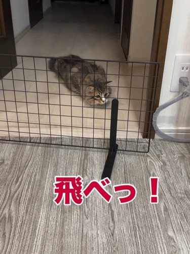 姿勢を低くする猫