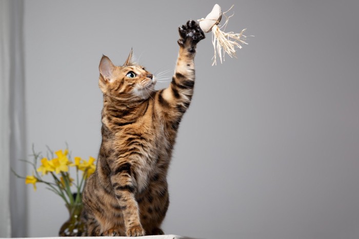 おもちゃで遊ぶ猫