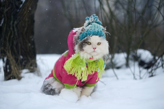 雪の中の猫