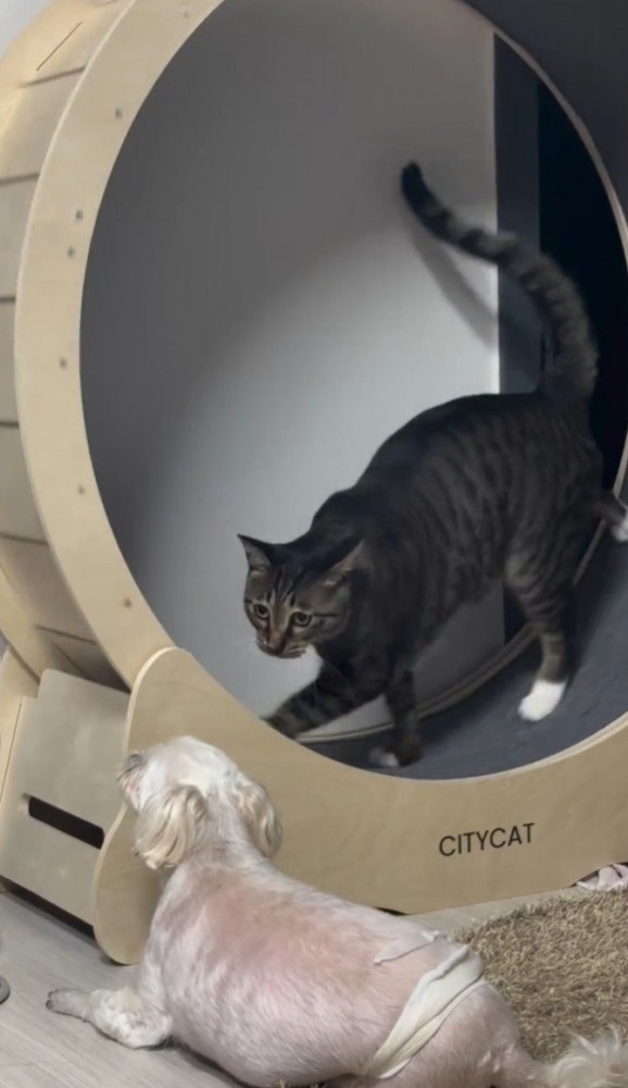 犬を睨む猫