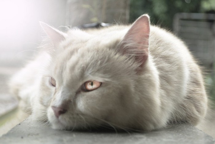 ブルー・ペルシア猫