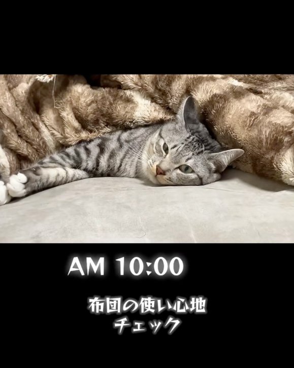 まったりする猫