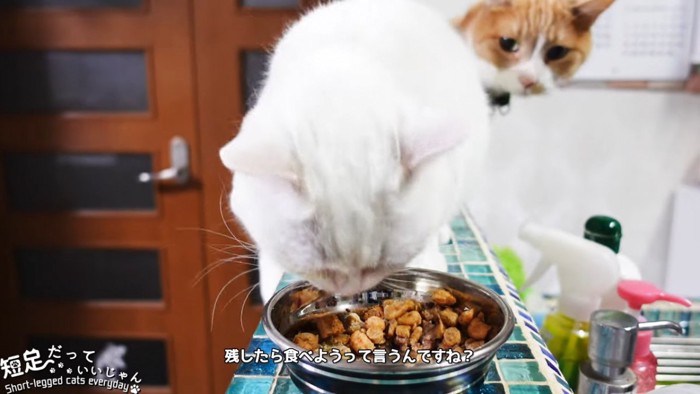 白猫の後ろにいる茶色の猫