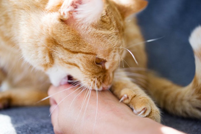 人の手に爪を立てて噛み付く猫