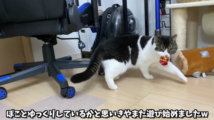 おもちゃをくわえて歩く猫