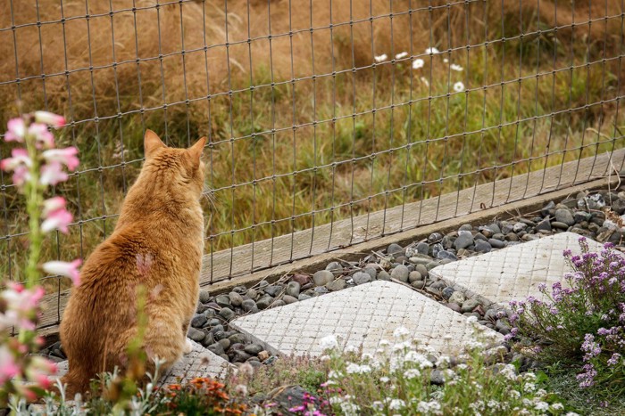 フェンスと猫