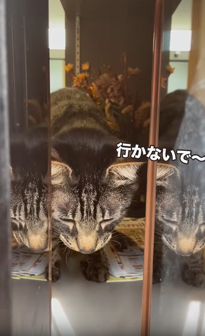 うつむき加減の猫