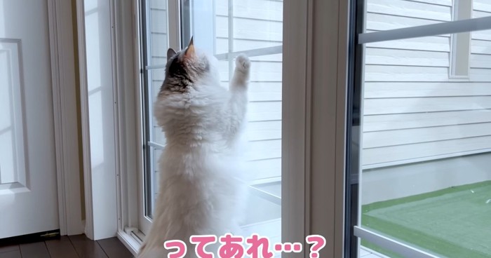 伸び上がる猫