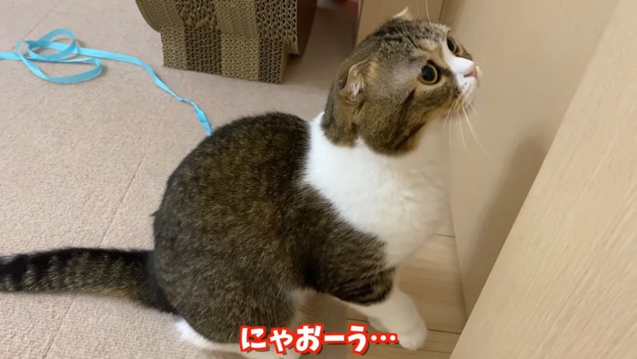 上を見て座る猫